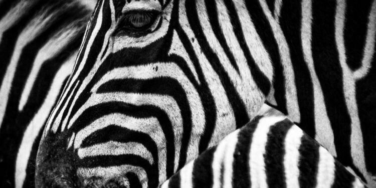 Zebras unite Amsterdam