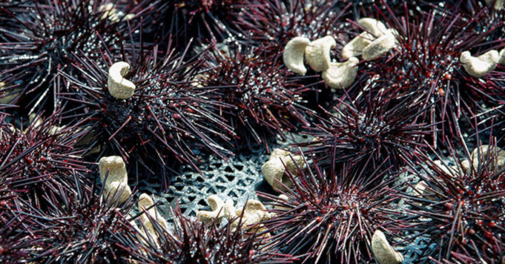 urchins