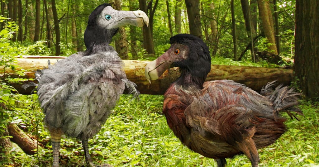 Dodo Bird