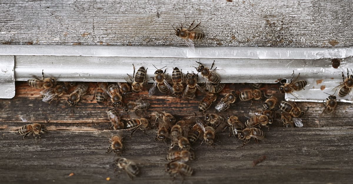 World Bee Day Amsterdam