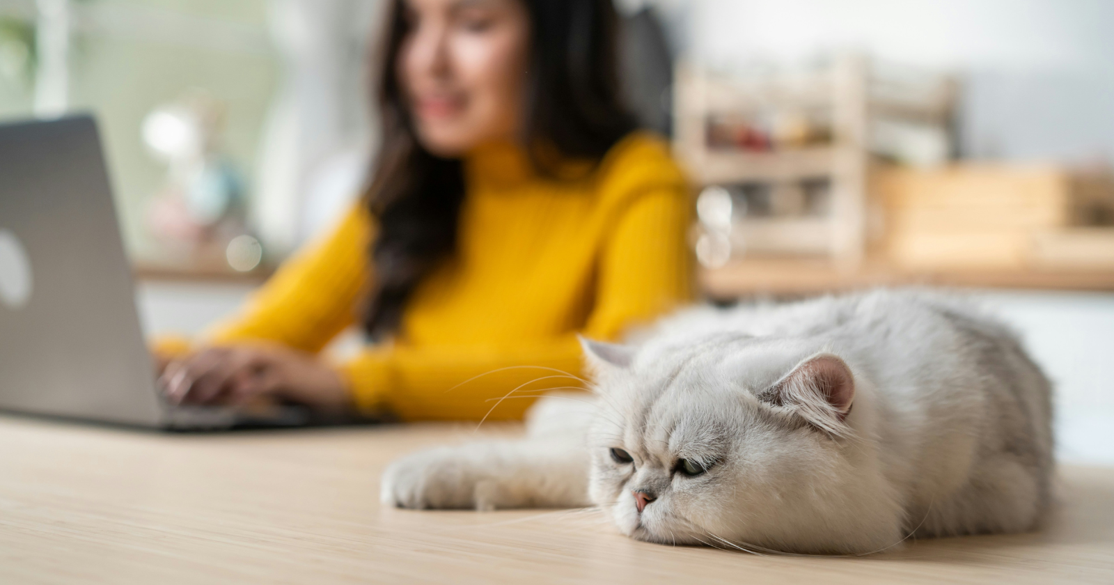 6 signs your cat is stressed that most owners mistake for normal behavior - Silicon Canals