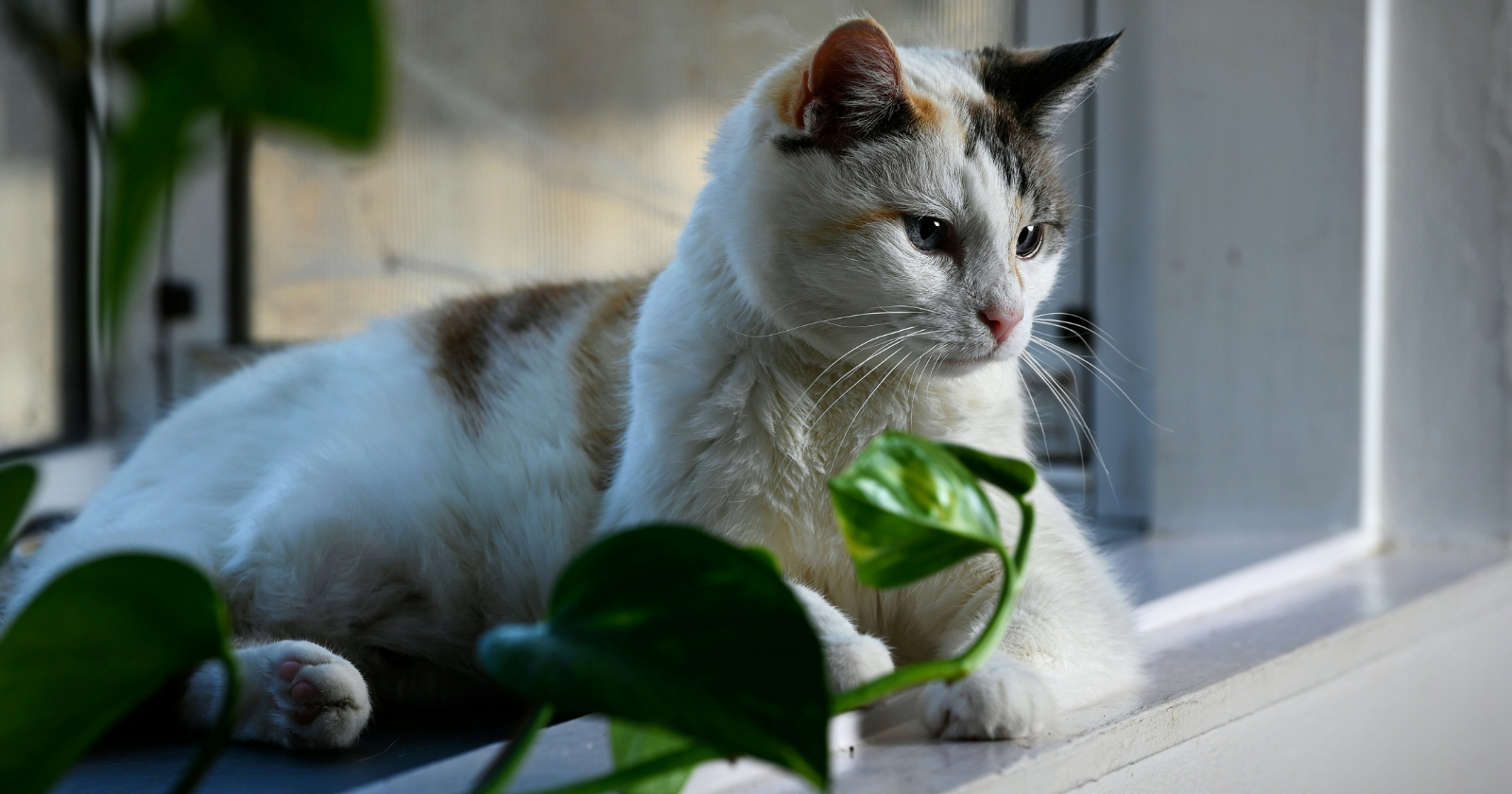 8 common plants that are secretly toxic to pets and most owners have them indoors - Silicon Canals