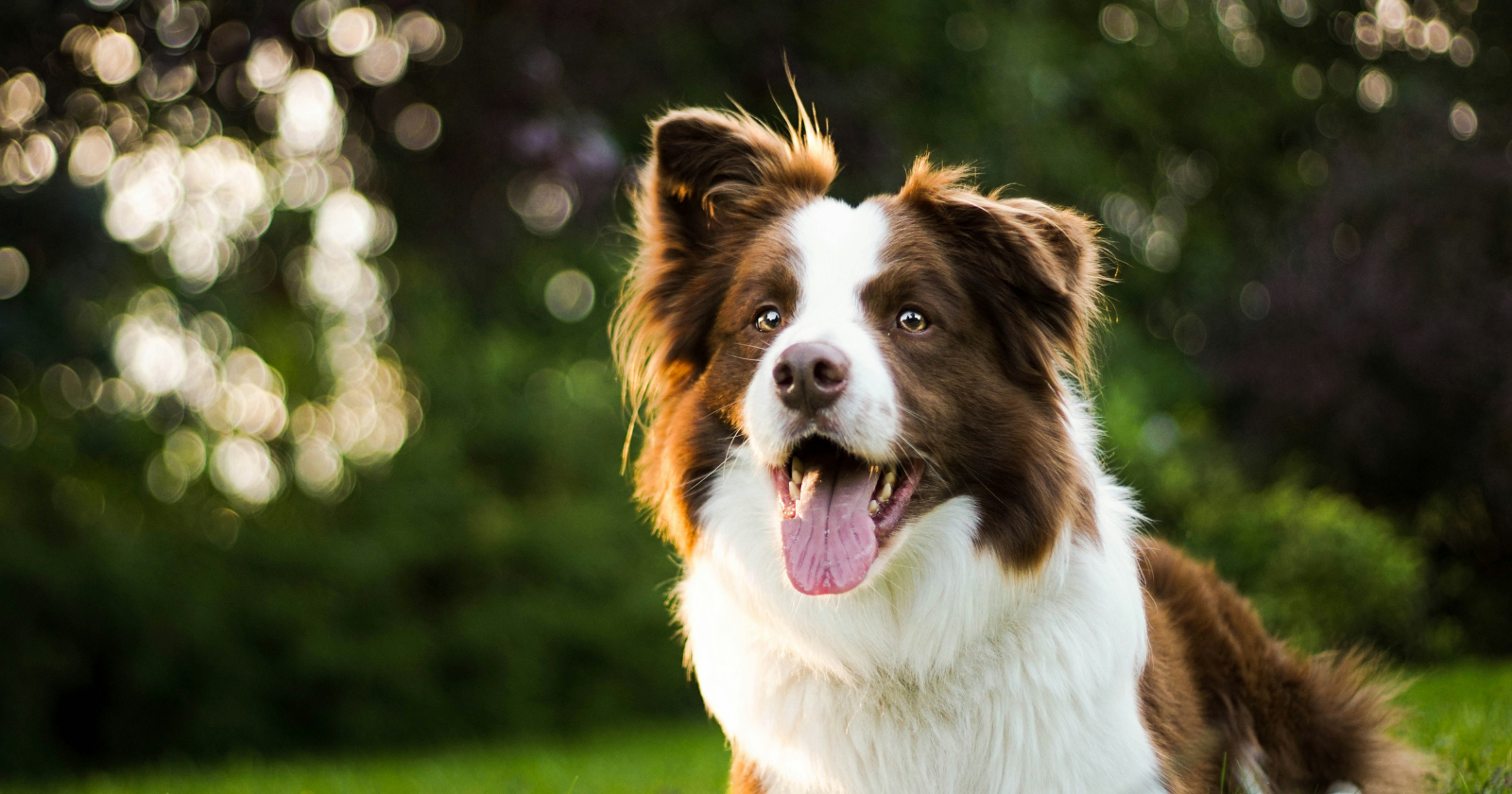 9 natural disaster warning signs animals display before humans notice anything wrong - Silicon Canals