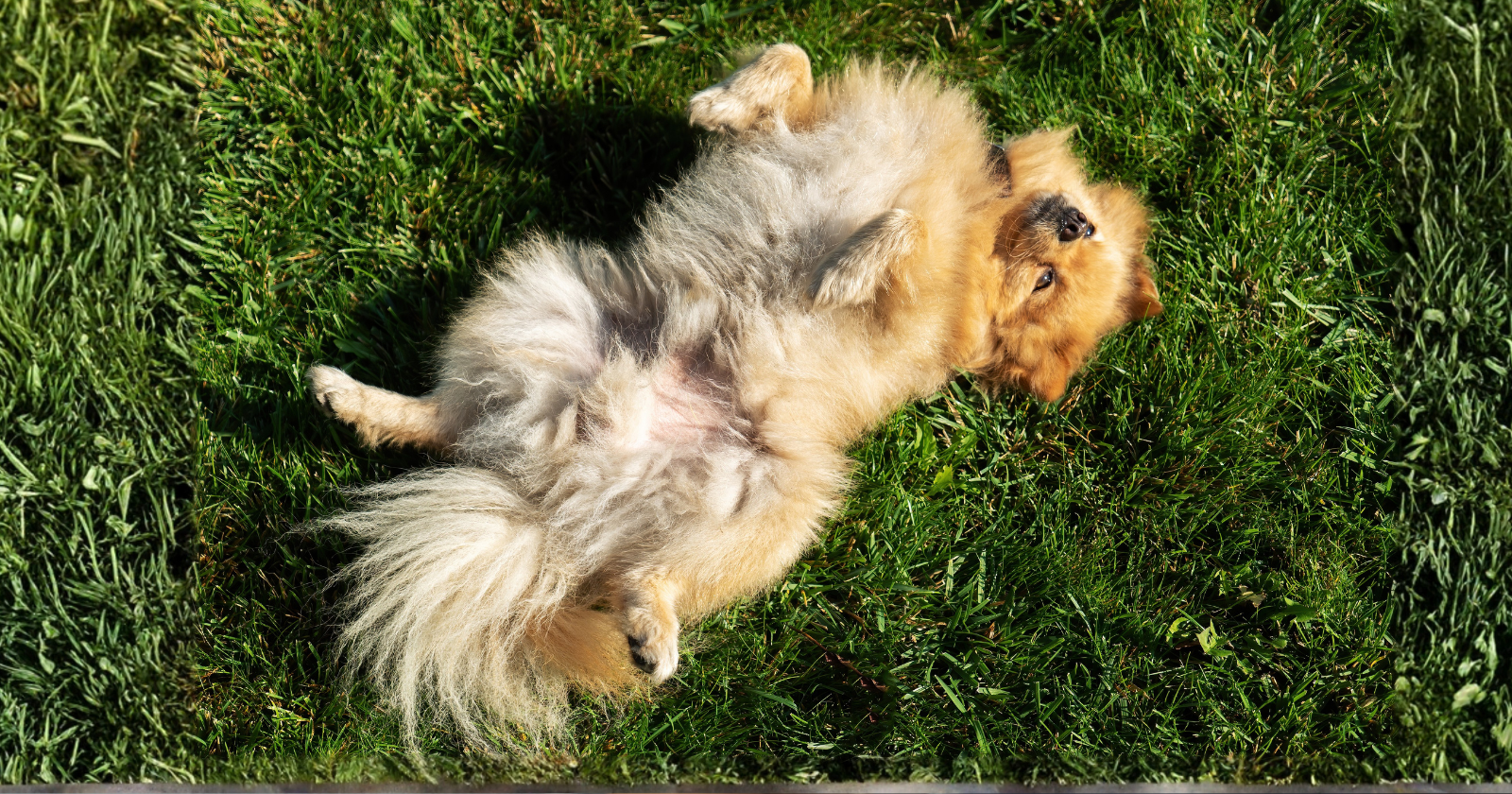 If a dog shows you their belly, it is not always an invitation to rub it: experts explain - Silicon Canals