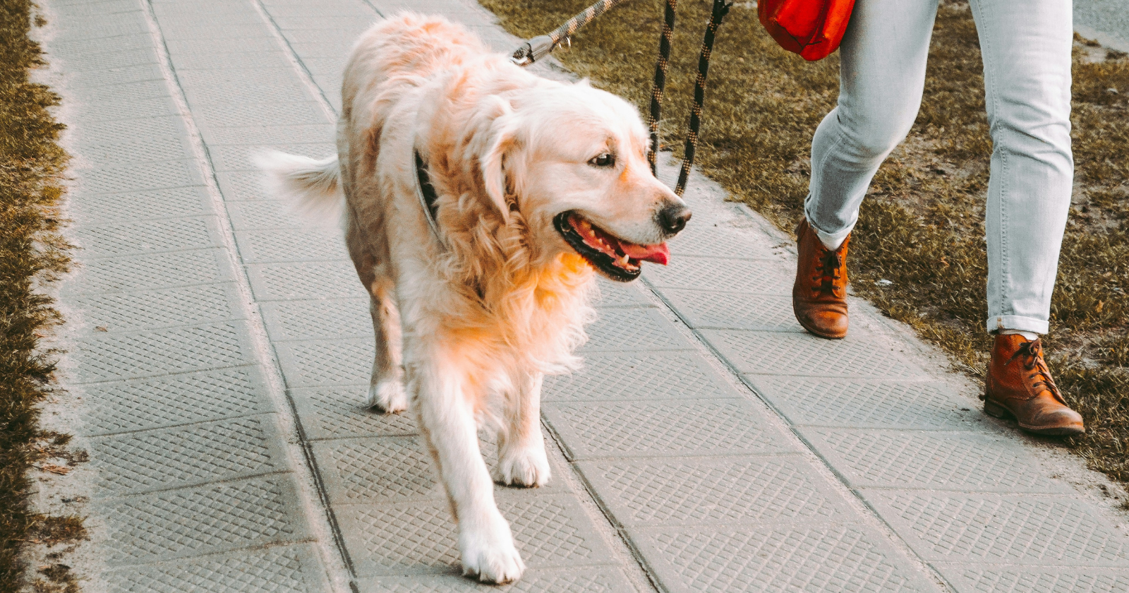 The dog walking mistake that causes more leash aggression than most owners realize - Silicon Canals