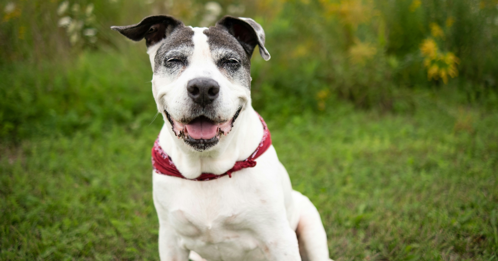 The feeding time error that causes most digestive issues in older dogs - Silicon Canals