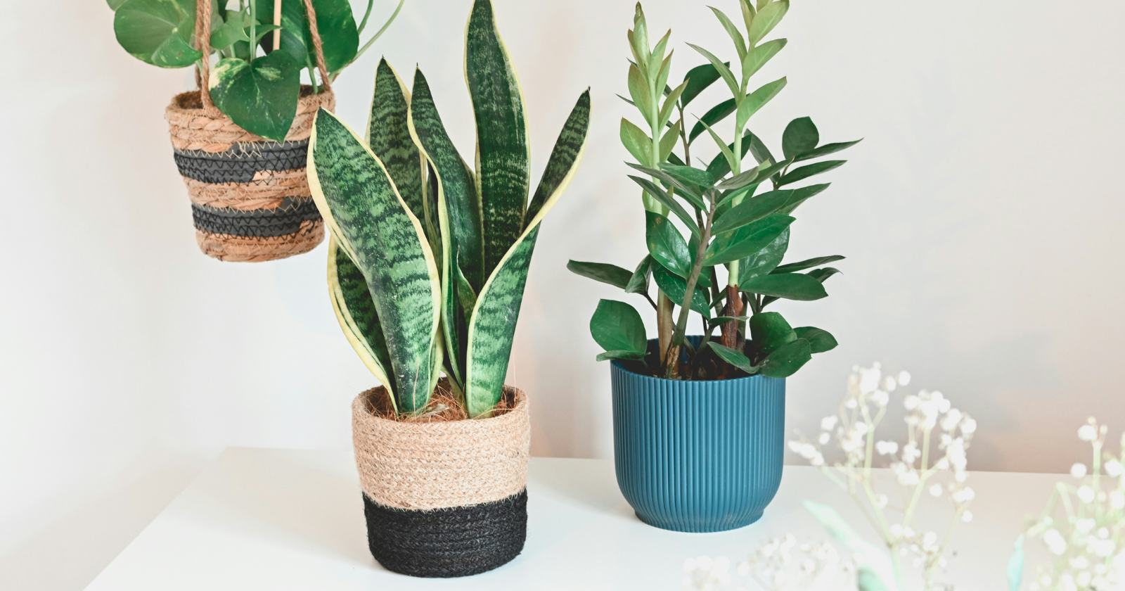 The houseplant that thrives on neglect and actually prefers when you forget to water it - Silicon Canals