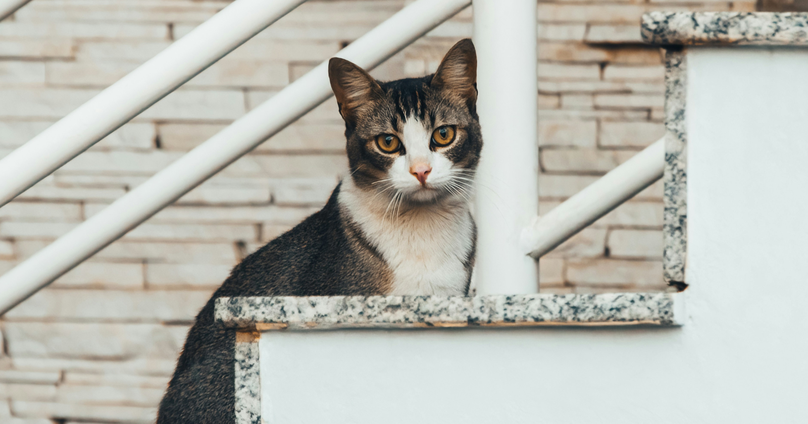 Veterinarians explain what it really means when your cat stares at you without blinking - Silicon Canals