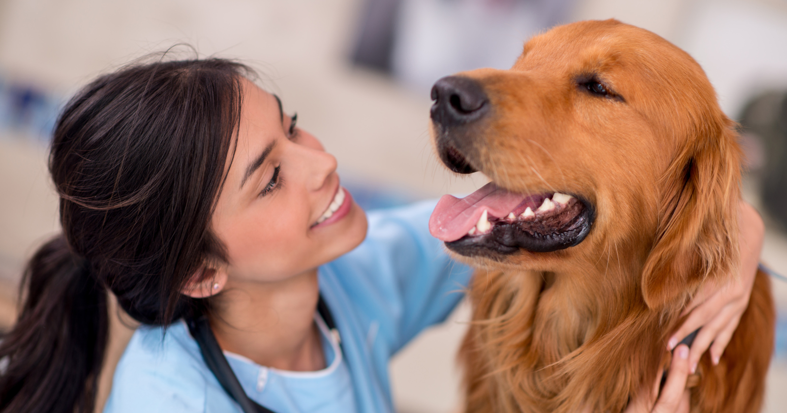 Vets can tell which dogs are truly thriving and which are just being "managed"-here are 7 signs they notice right away - Silicon Canals