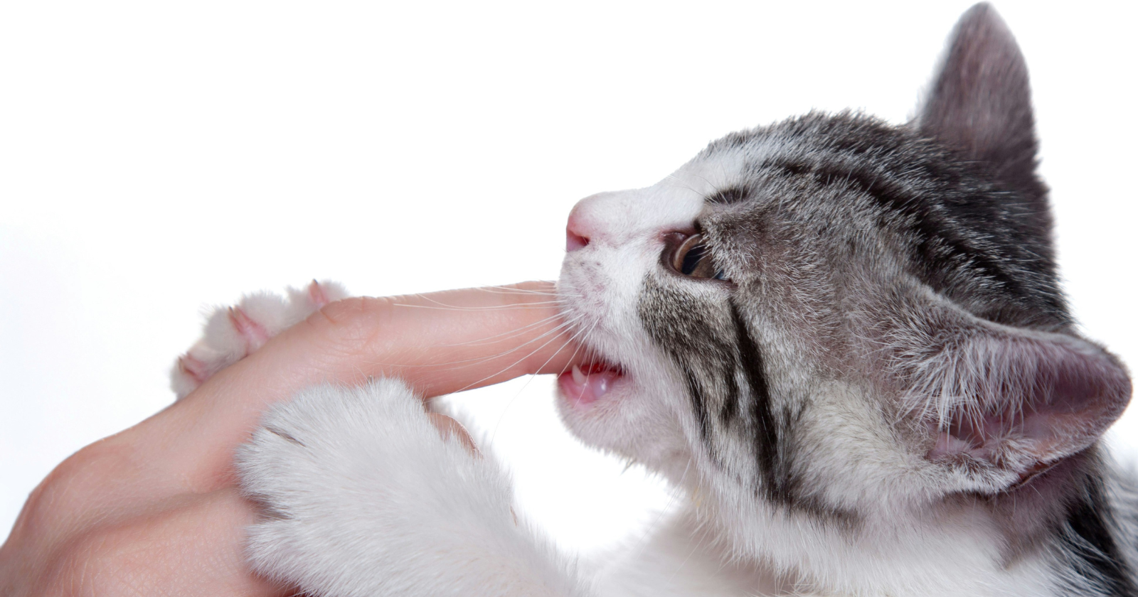 Why your cat suddenly bites during petting and the body language warning you missed - Silicon Canals
