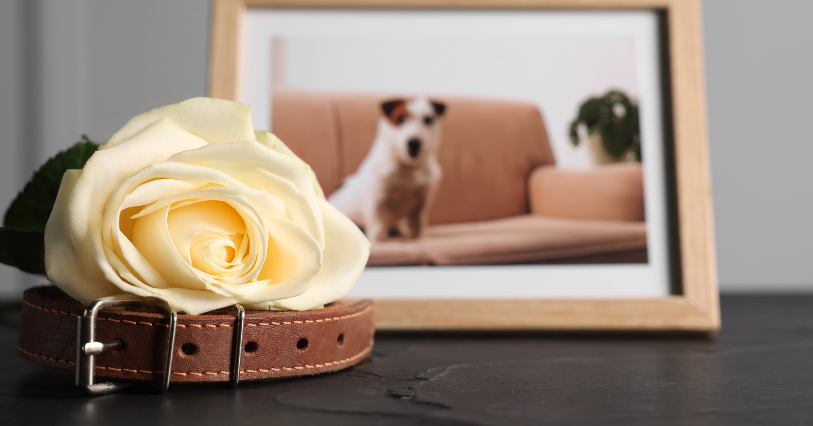 Psychology says people who grieve a pet more intensely than they've grieved some relatives aren't being dramatic - the bond activates these 7 attachment pathways that human relationships often can't access, and the grief is unfiltered because the love was - Silicon Canals