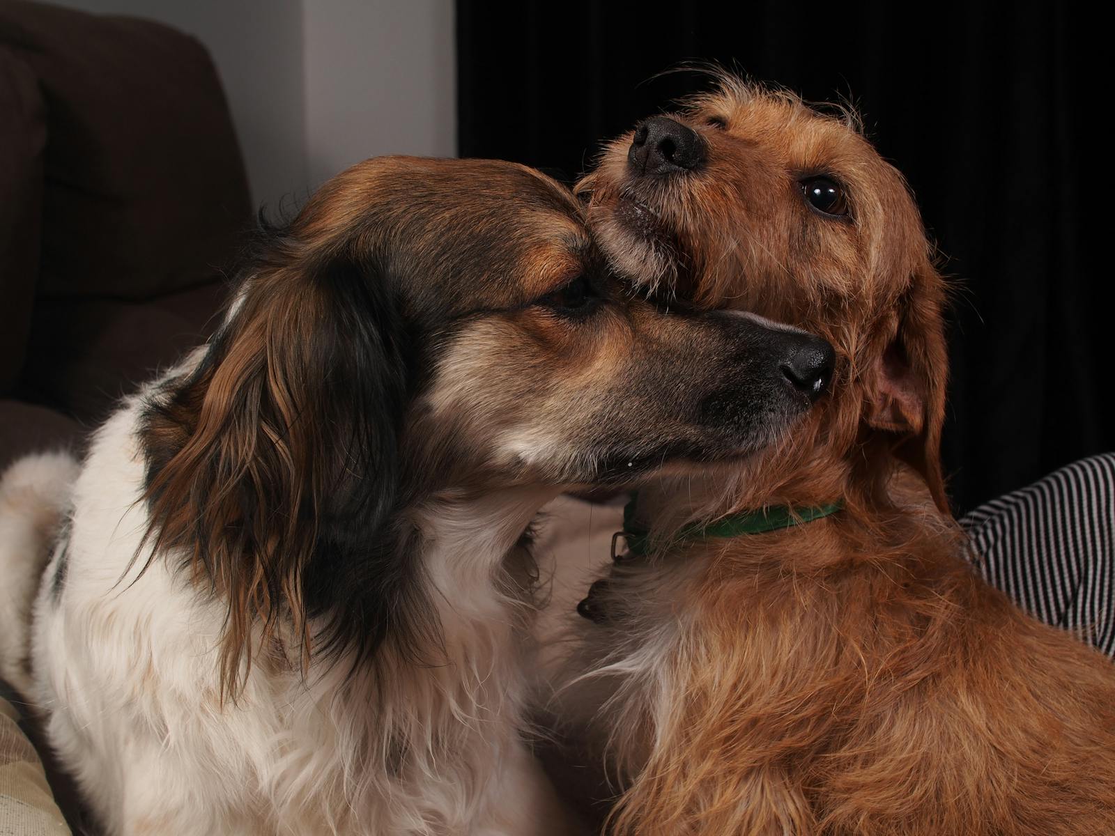person relaxing with dog bed
