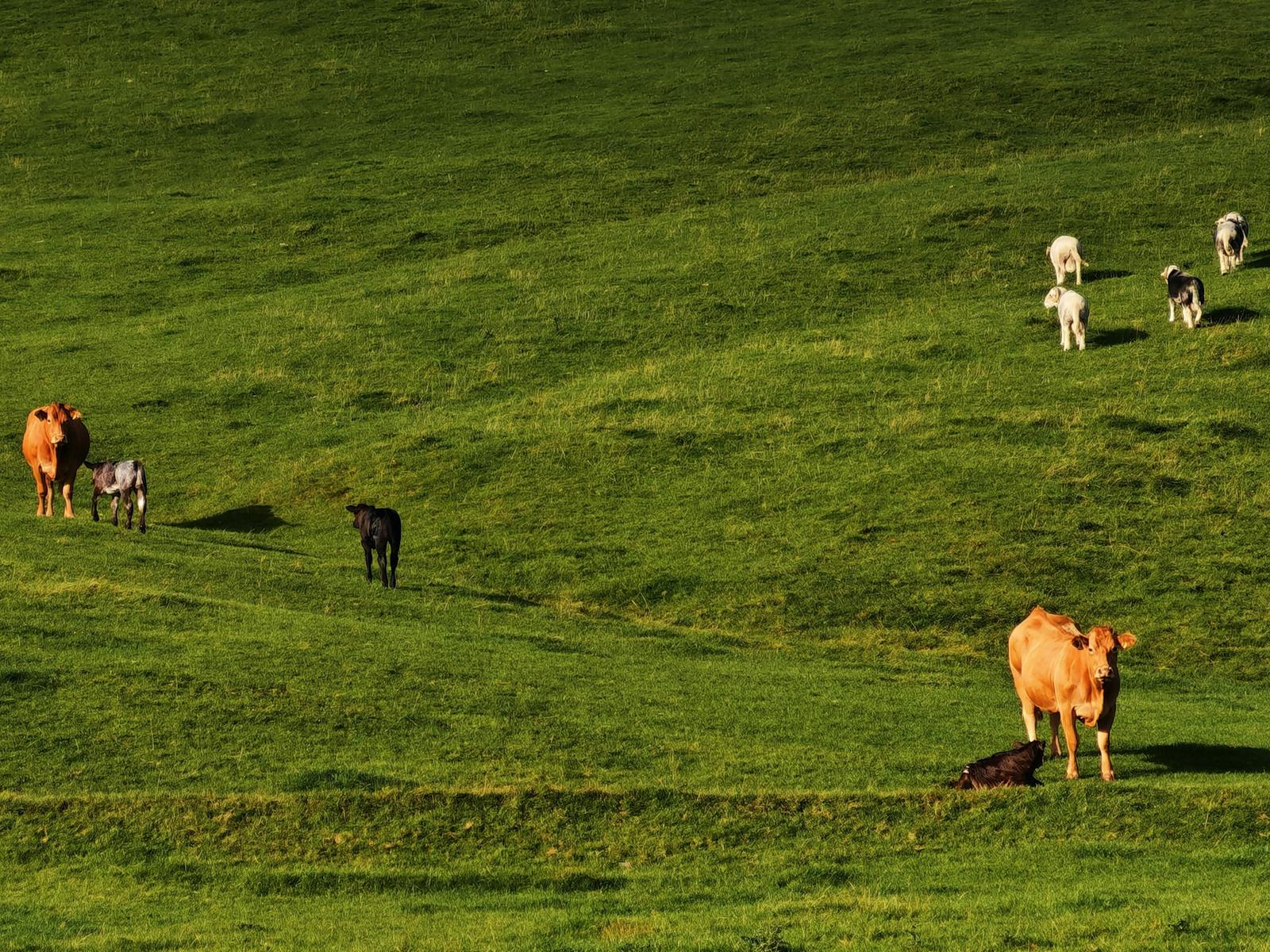 cattle grazing remote farmland