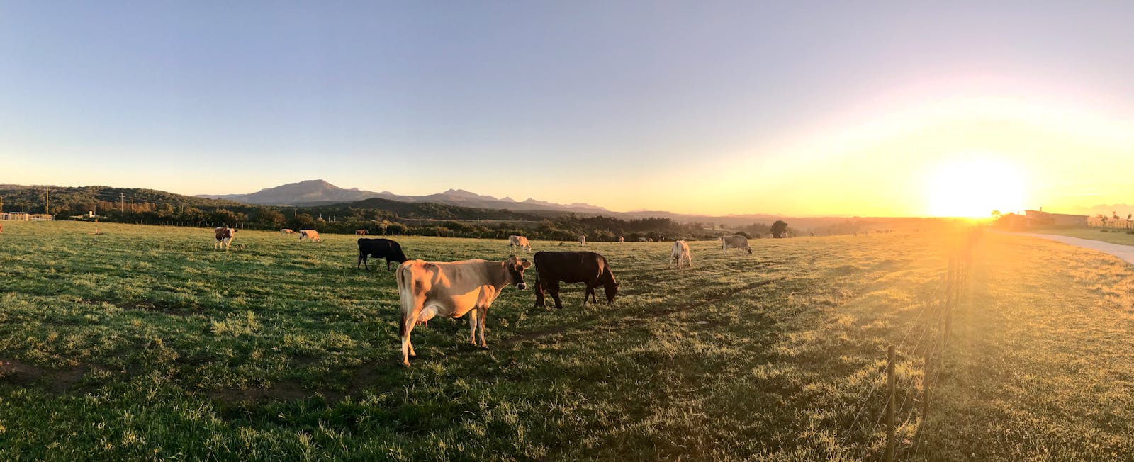 Halter's smart cattle collars are on 1 million animals - with a billion more to go. Founders Fund just bet $220M on it - Silicon Canals