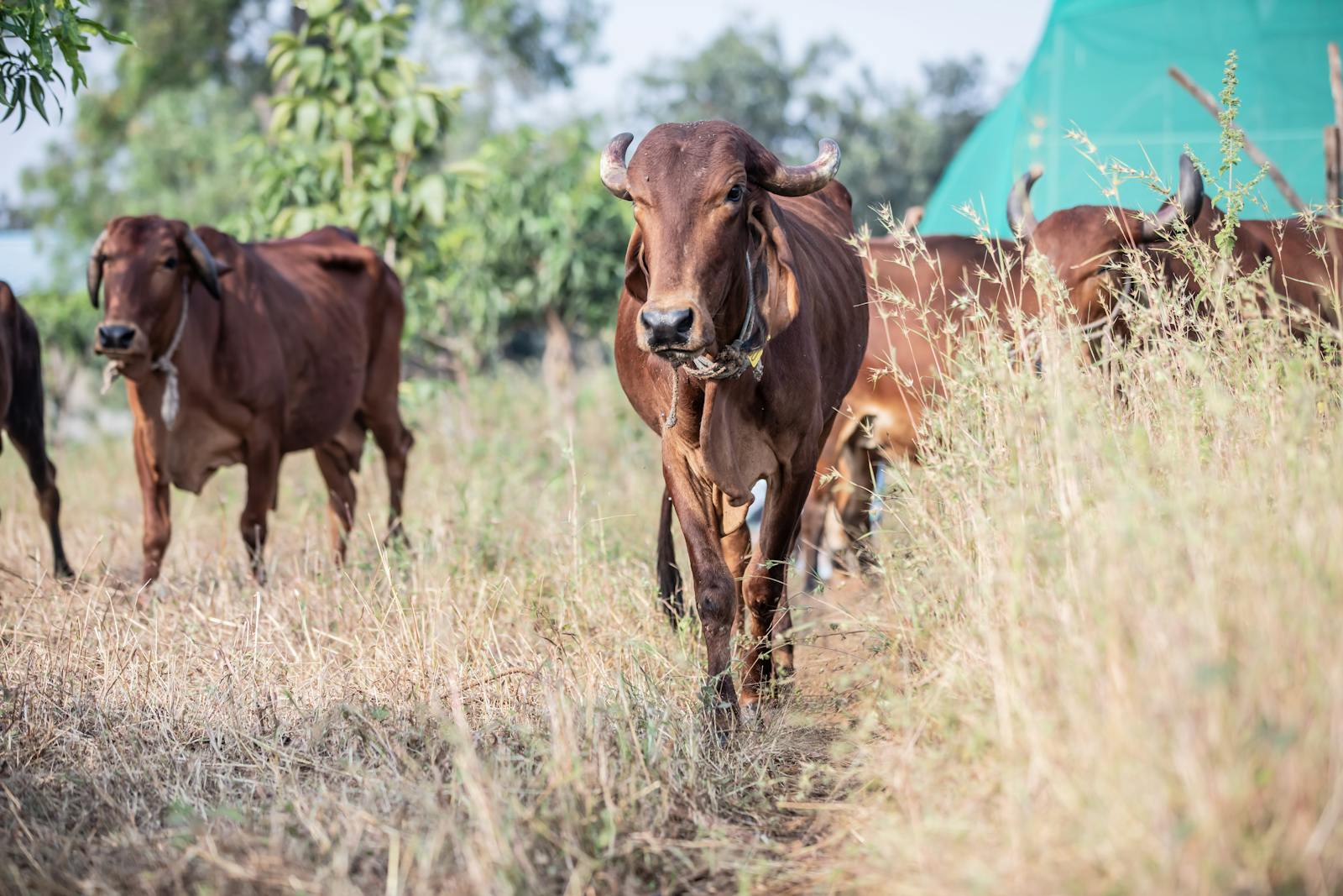 solar cattle collar farm