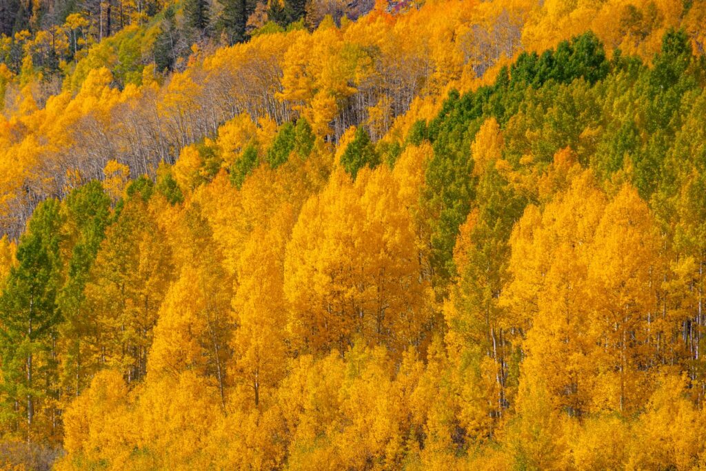 A single aspen colony in Utah called Pando covers 106 acres, weighs 6,000 tons, and is genetically one organism connected by a root system that may have been alive for 14,000 years and is now slowly being eaten to death by mule deer