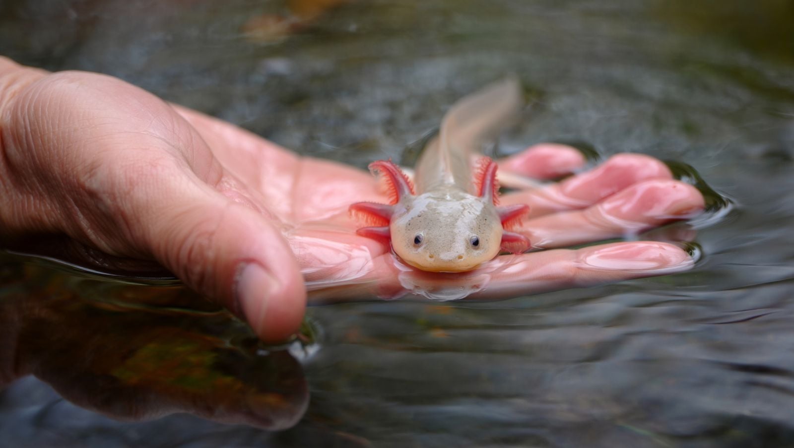 axolotl close up