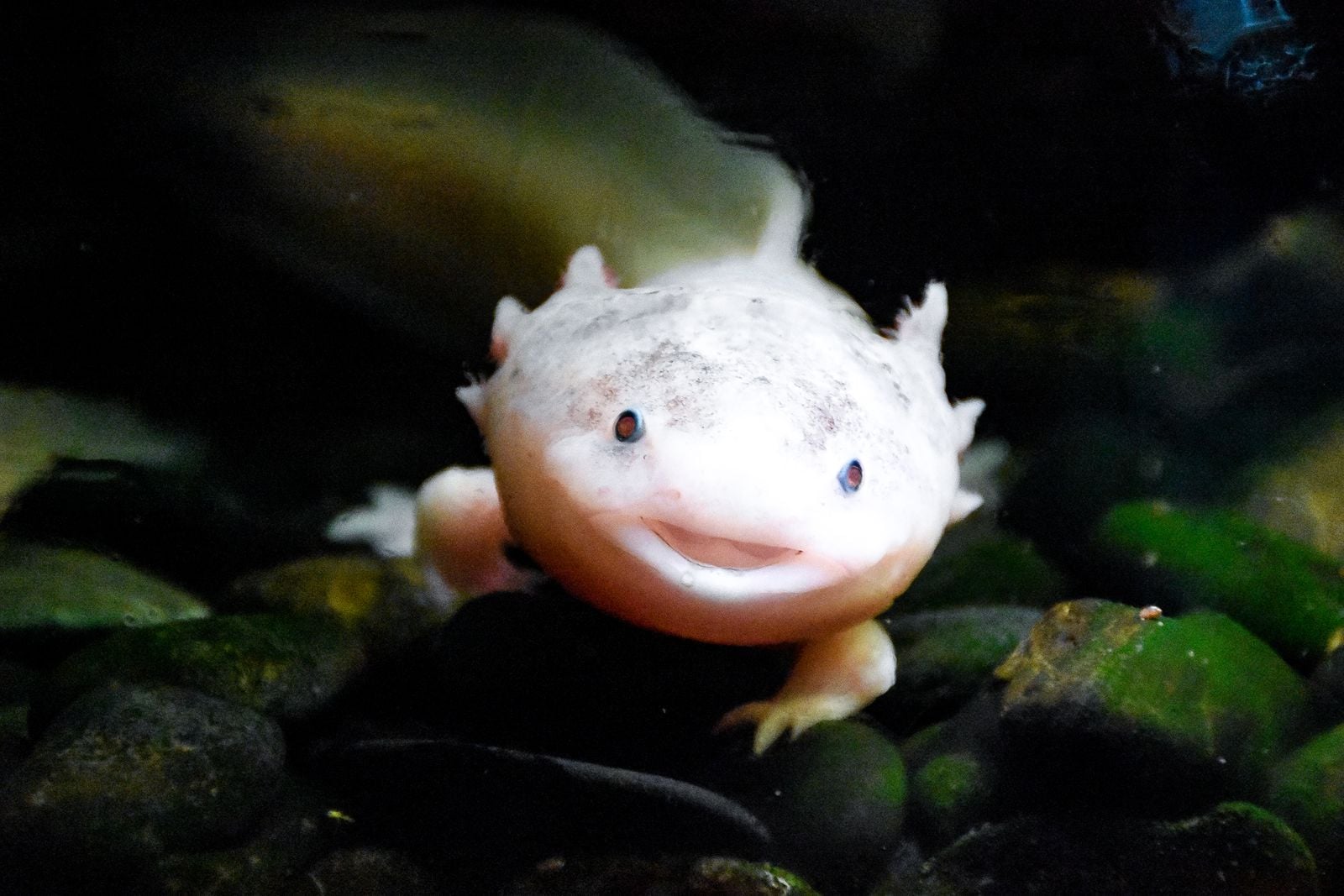 Axolotls can regrow entire limbs, parts of their heart, sections of their spinal cord, and even portions of their brain, and they do it without forming scar tissue, which is why labs from Vienna to Boston keep colonies of them alive specifically to figure out what humans lost