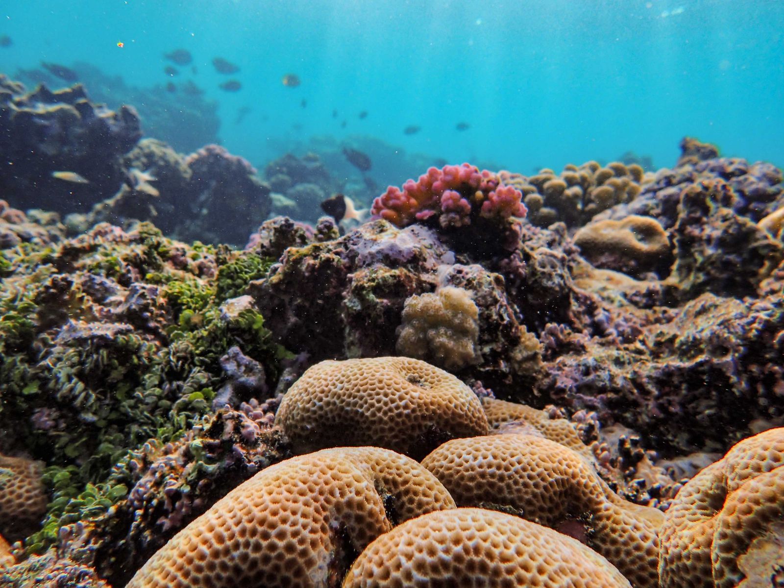 coral reef shrimp