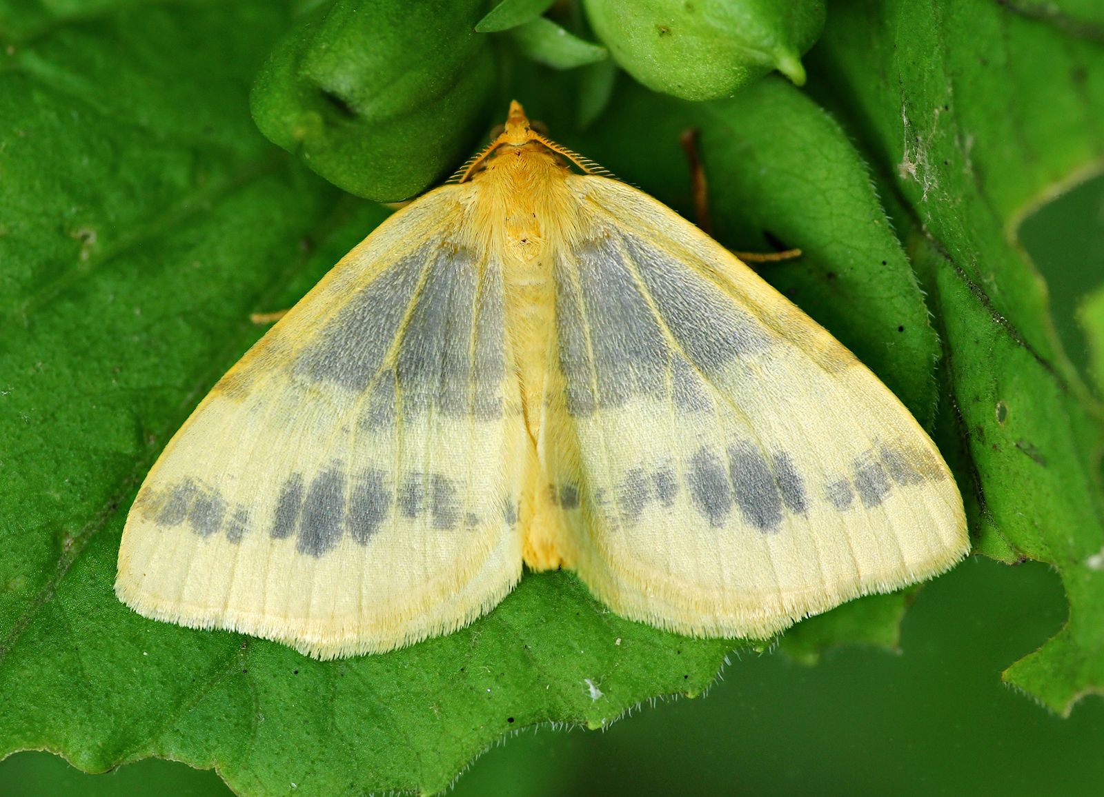 Grace Hopper logbook moth