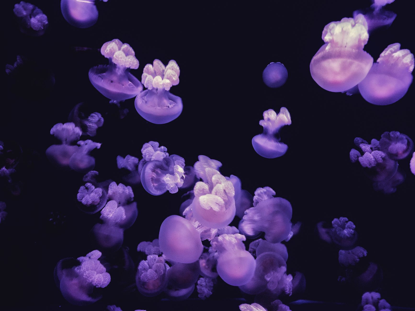 A mesmerising display of glowing purple jellyfish moving gracefully underwater against a dark background.
