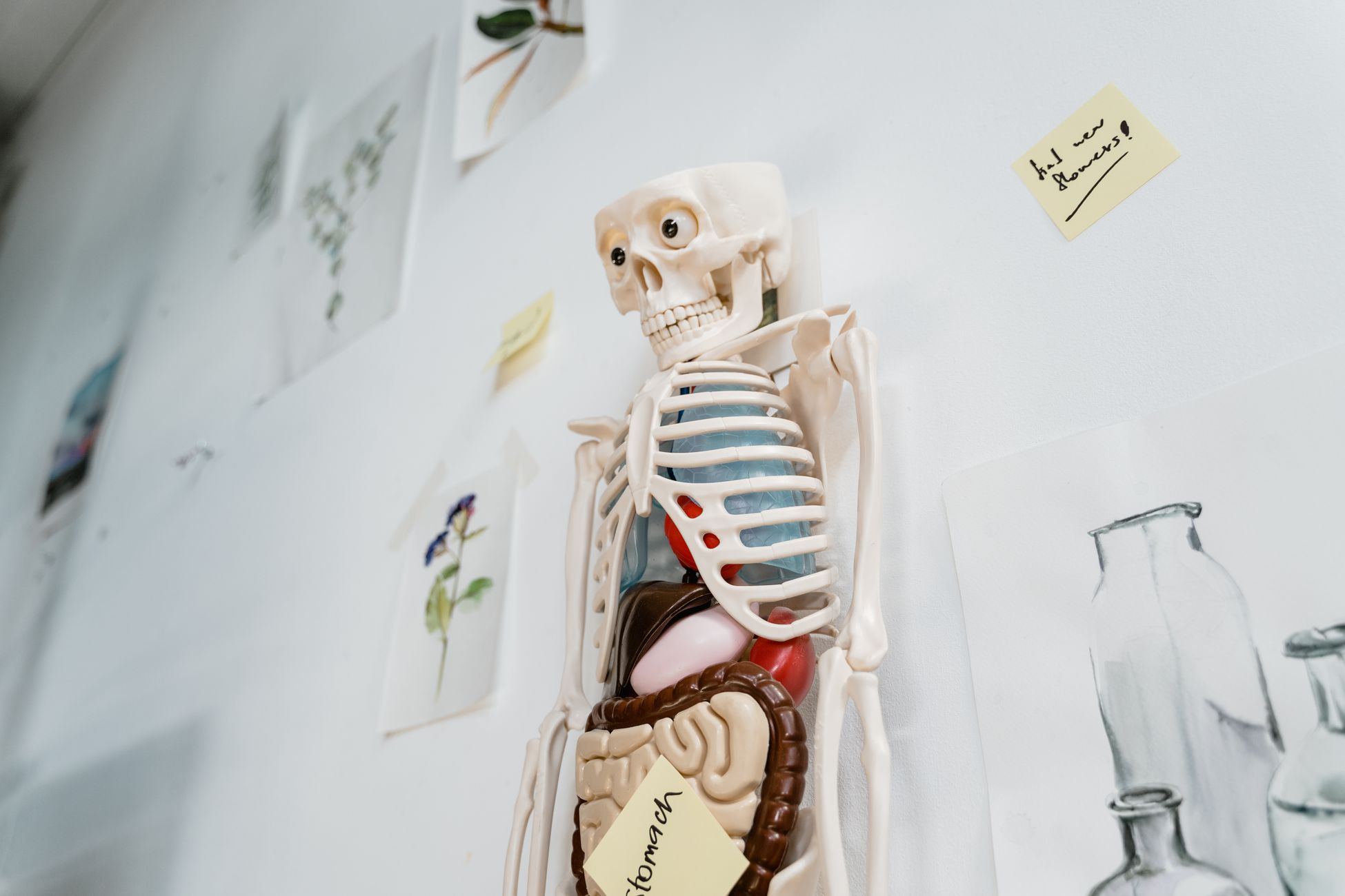 A donated human head sold for around $300, a torso with the head attached for $3,300, and a full body up to $5,000 — taken apart, one person is worth far more than they ever were whole