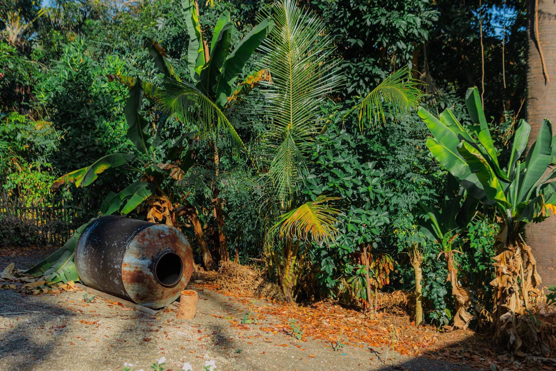 Borneo’s rainforest is frequently dated to around 130 million years old — older than the Andes mountains themselves — yet a single tree planted in rows has replaced vast stretches of it within a few decades