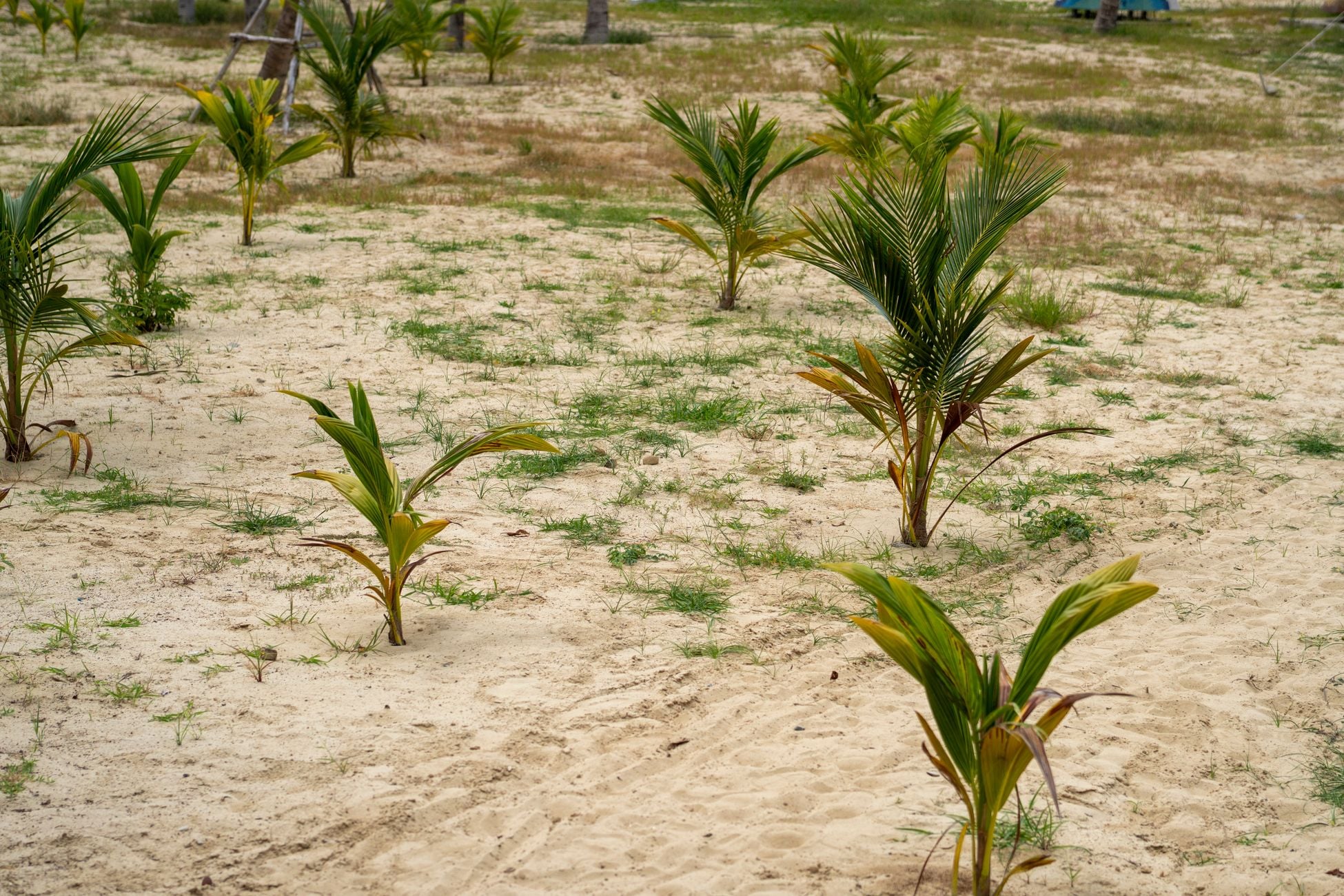 Palm oil supplies over a third of all the vegetable oil on Earth while using less than a tenth of the land devoted to oil crops, the most efficient fat humanity has ever found, and the most controversial