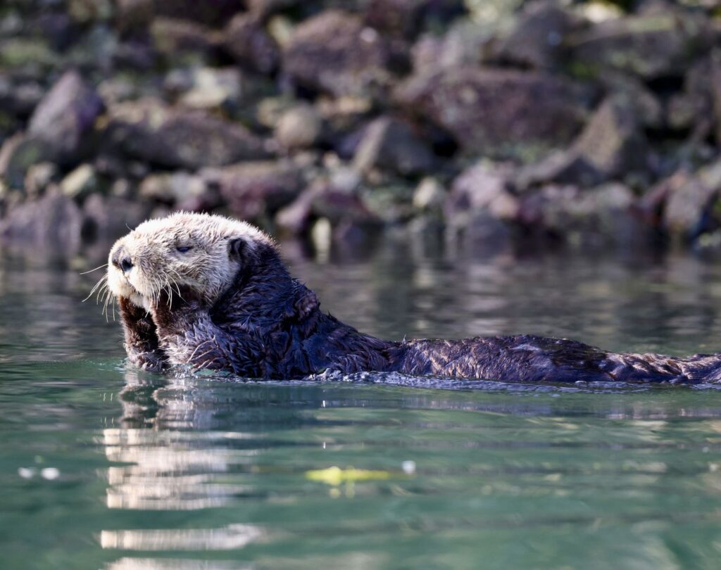 A cute sea otter floating peacefully in the waters of Moss Landing, California.