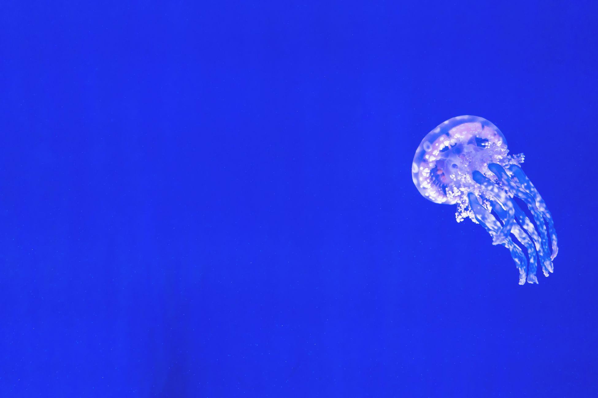The immortal jellyfish, Turritopsis dohrnii, can reverse its own life cycle when injured or starving, melting its adult body back into an immature polyp and starting over, a biological rewind that in theory lets a single individual escape death indefinitely