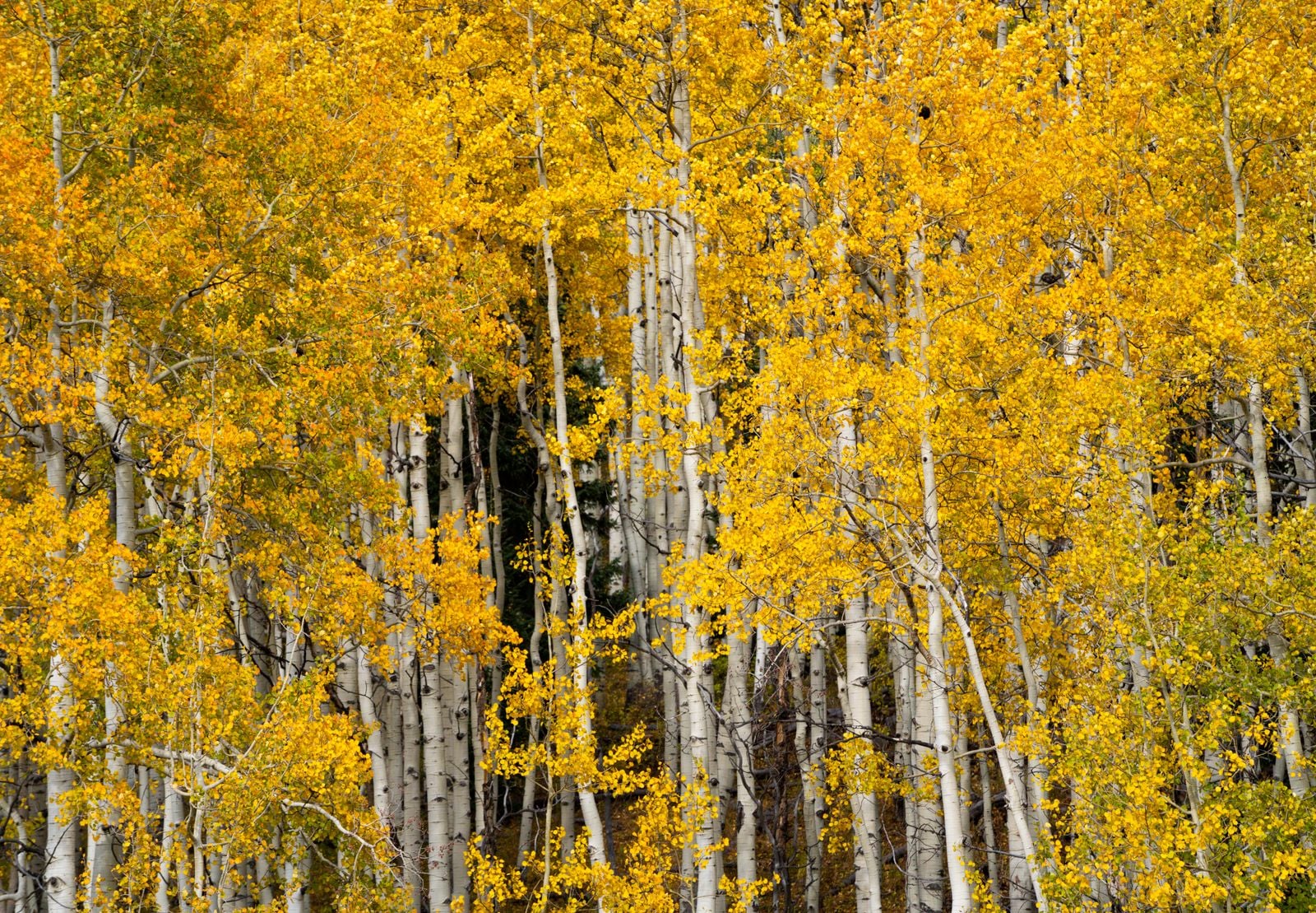 Pando is a single quaking aspen in Utah that has cloned itself into roughly 47,000 genetically identical trunks across 106 acres, making it one organism weighing nearly 6,000 tonnes and likely dating back thousands of years, to around the end of the last ice age