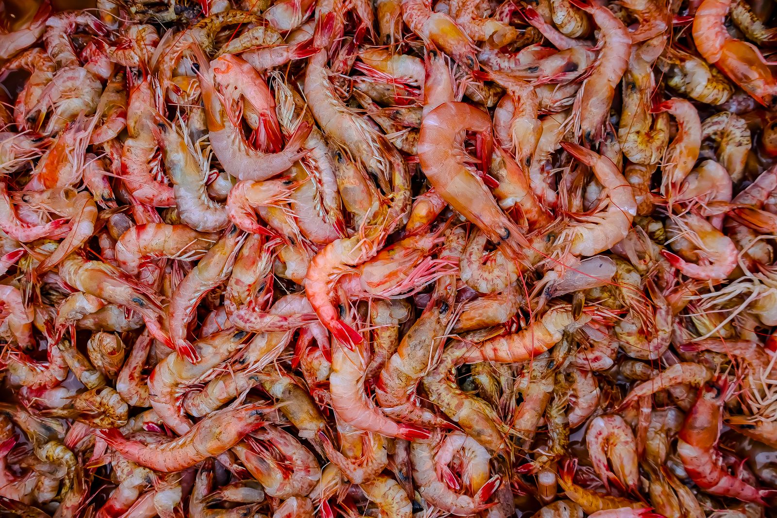 pistol shrimp claw