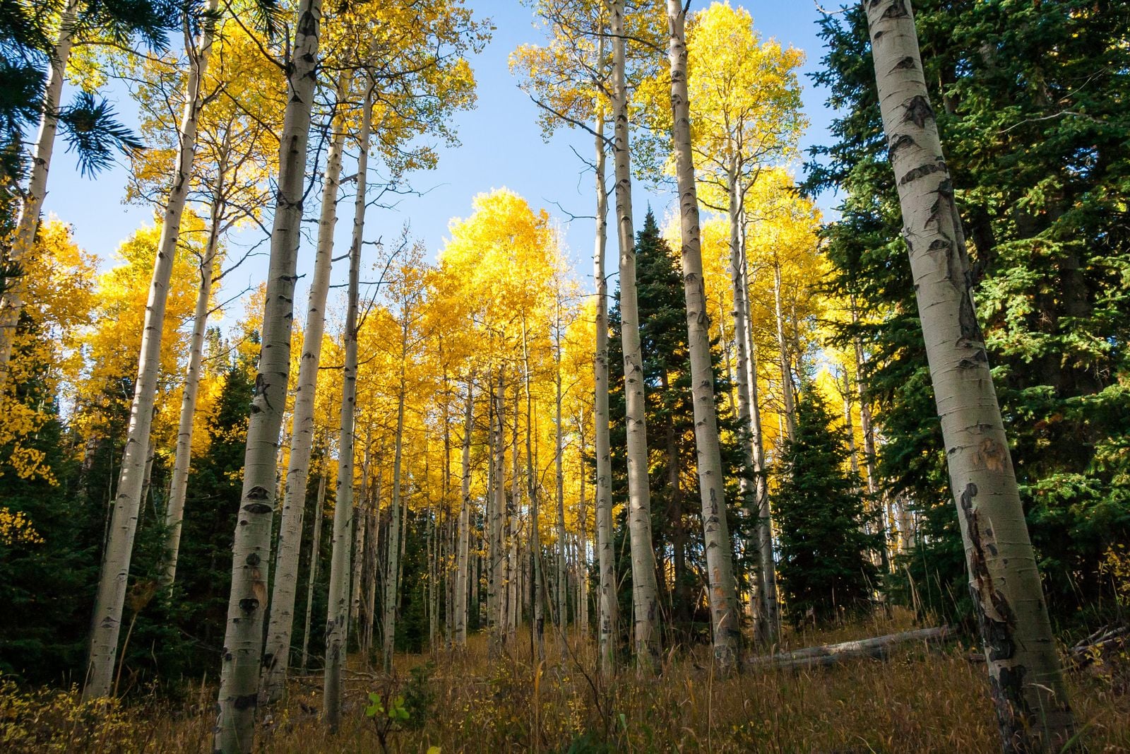 quaking aspen leaves autumn