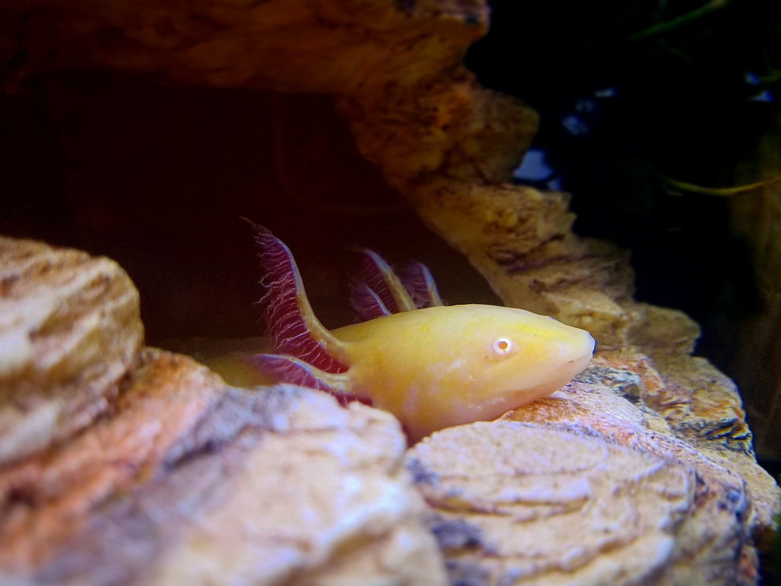 salamander laboratory tank