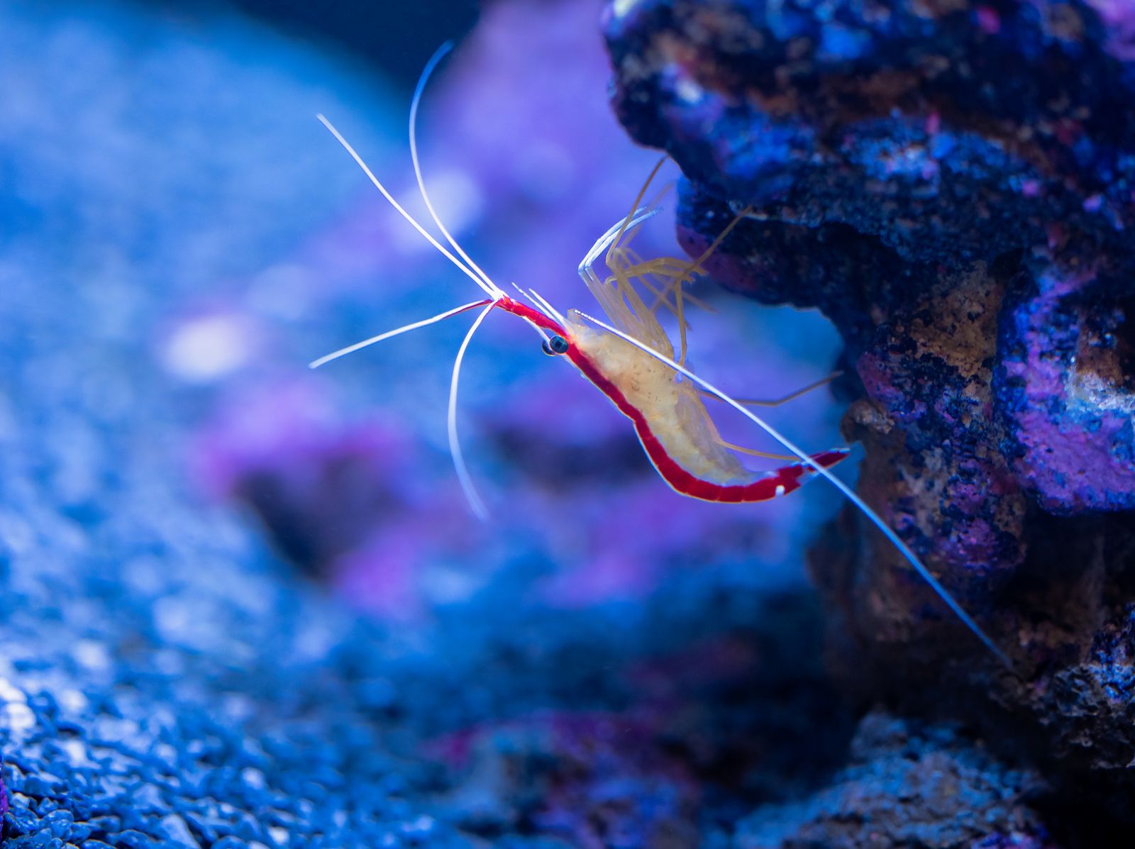 The Pistol shrimp snaps its claw so fast it creates a bubble that briefly reaches 4,700°C — nearly the surface temperature of the sun — and stuns prey with a flash of light the animal itself cannot see