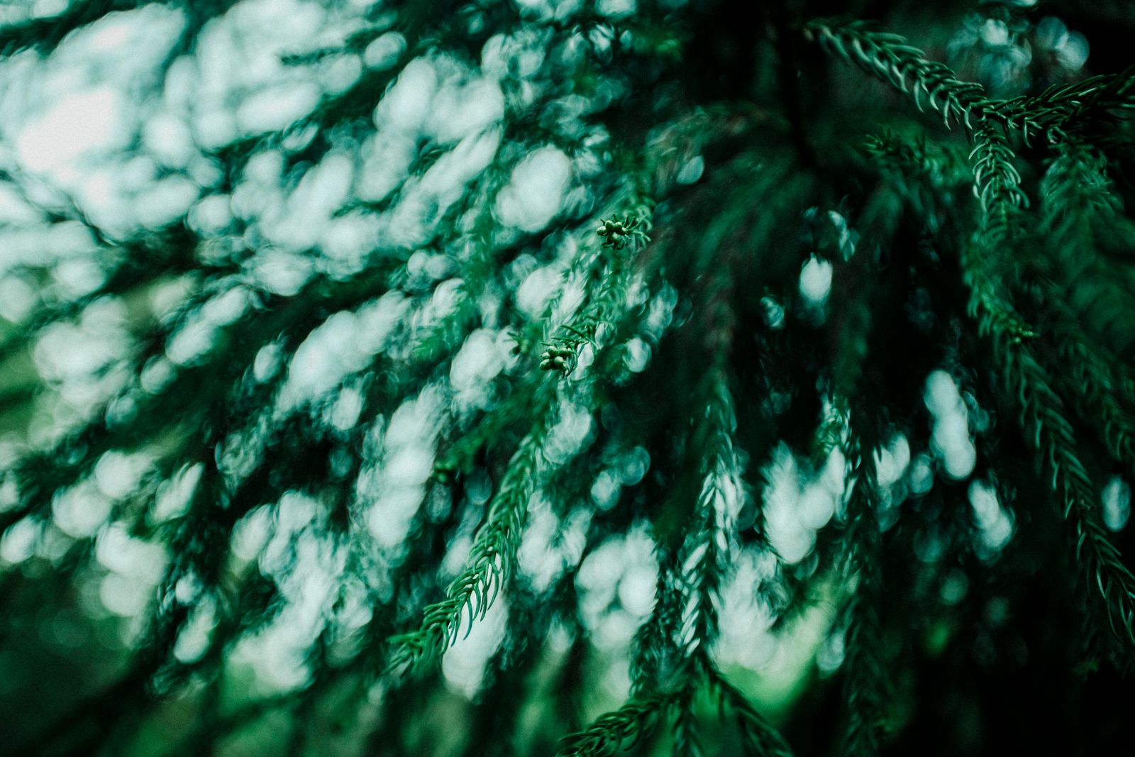 Wollemi pine tree