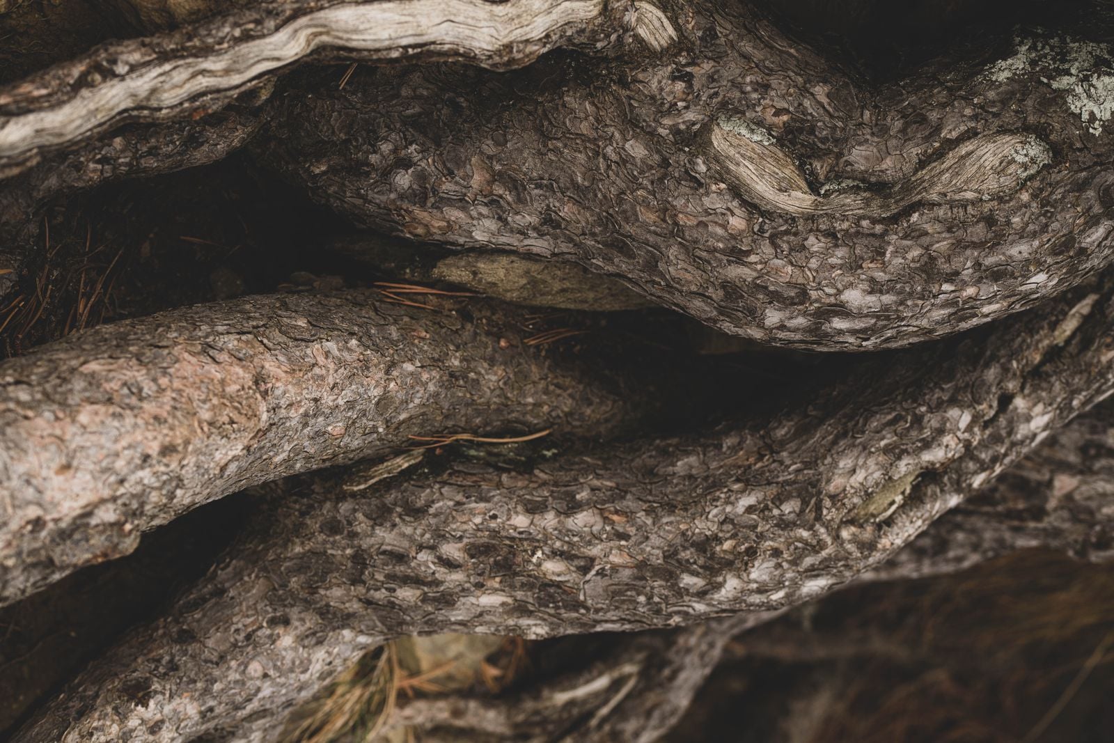 ancient twisted pine tree