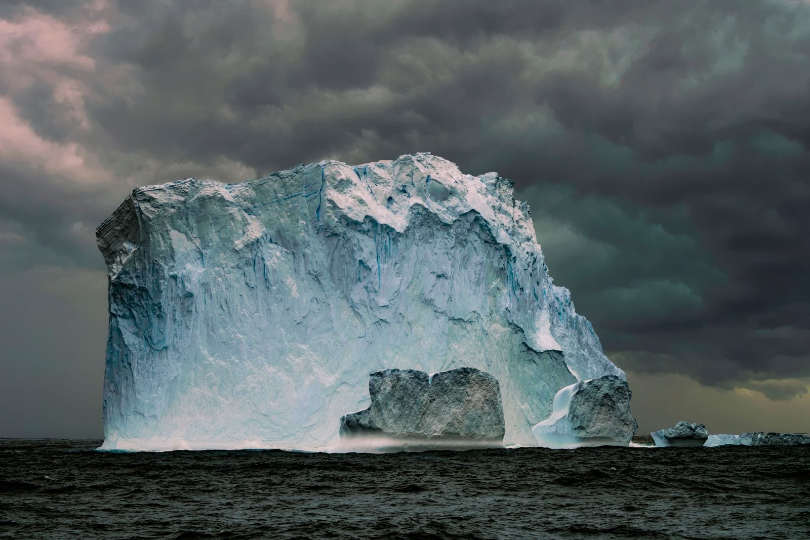 Antarctic icefish are the only vertebrates on Earth with no red blood cells and no haemoglobin, running clear plasma through oversized hearts in water so cold it would freeze the blood of every other fish that tried to swim there