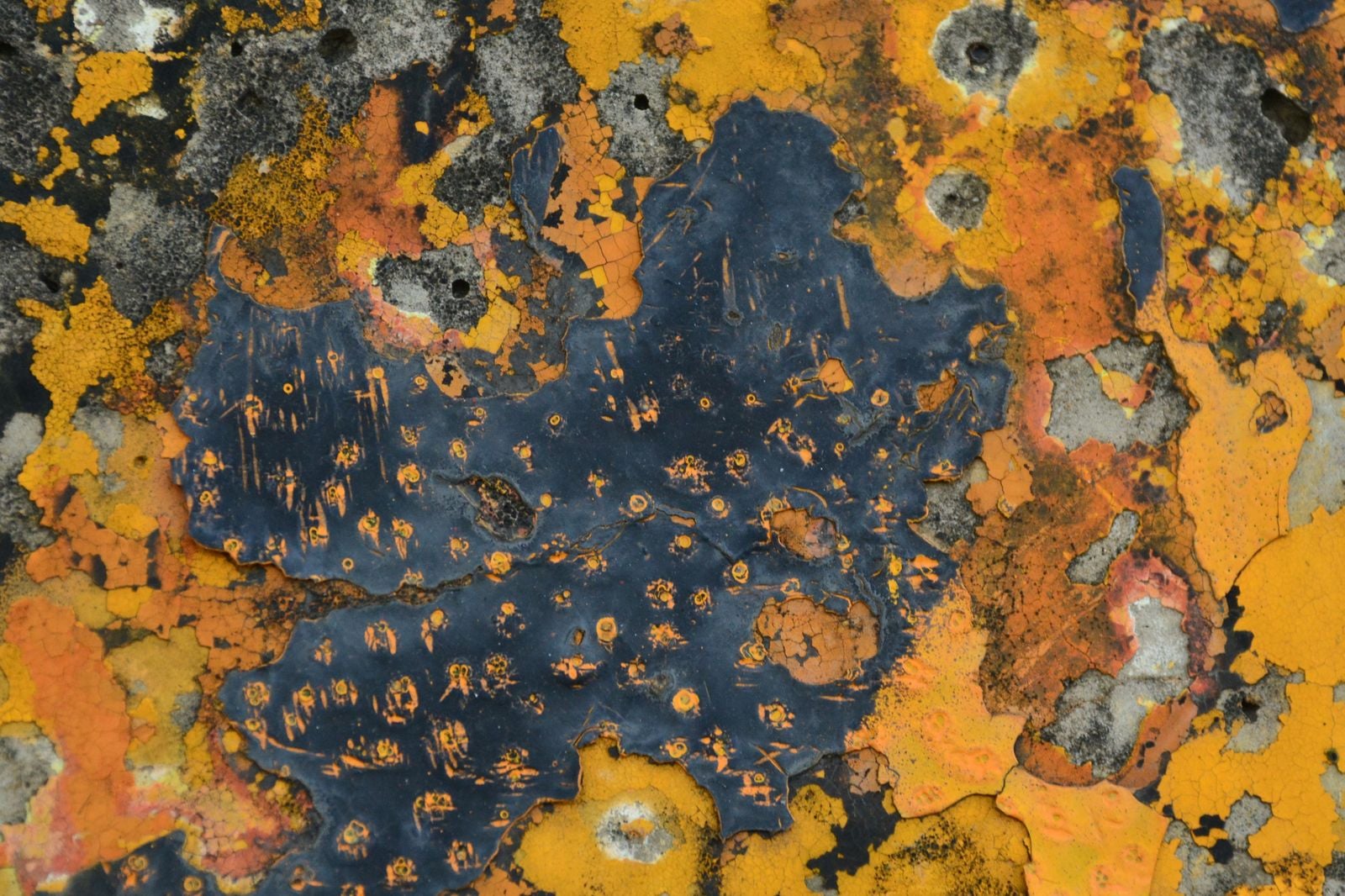 Atacama lichen rocks endemic