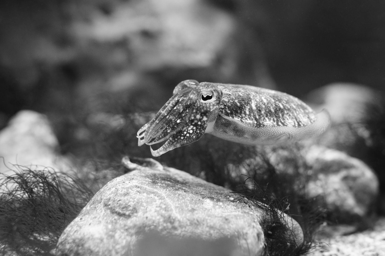 cuttlefish camouflage skin pattern