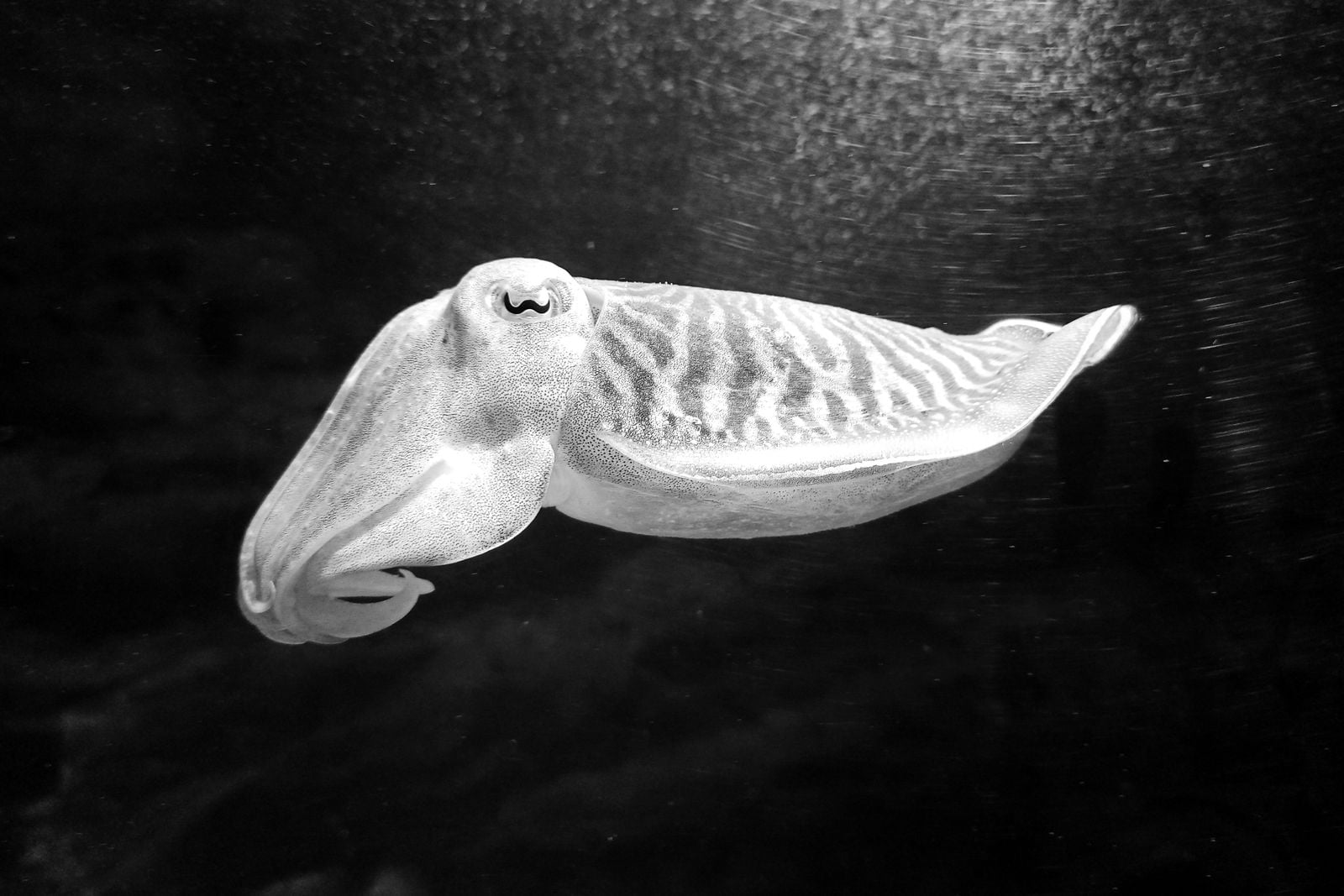 cuttlefish eye closeup