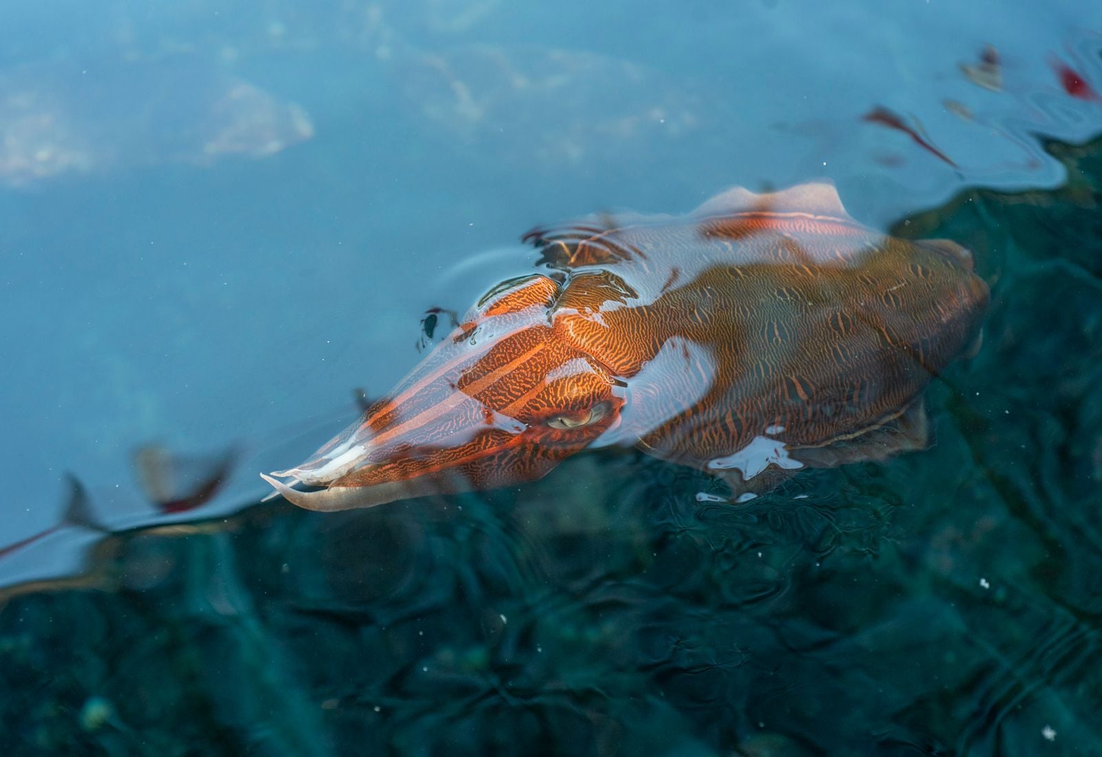 How Cuttlefish Outsmart Colour Blindness: The Biology of Nature's Master Camouflage System
