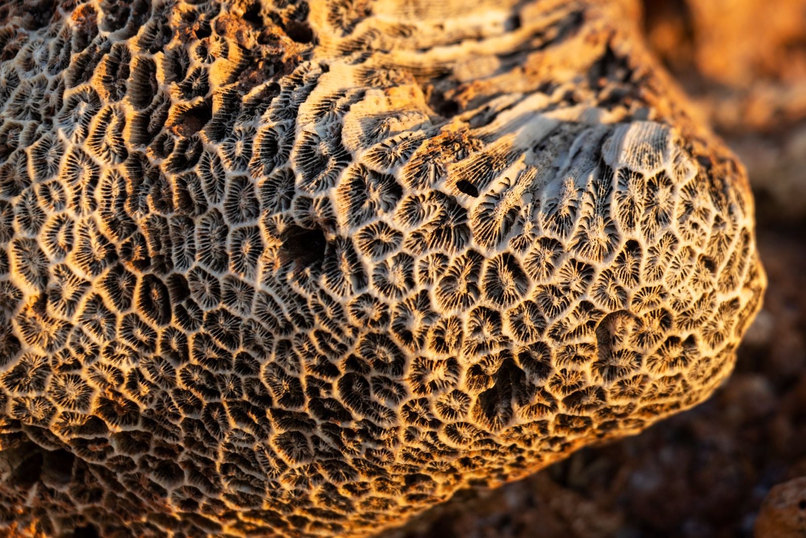 Ediacaran fossil sea floor