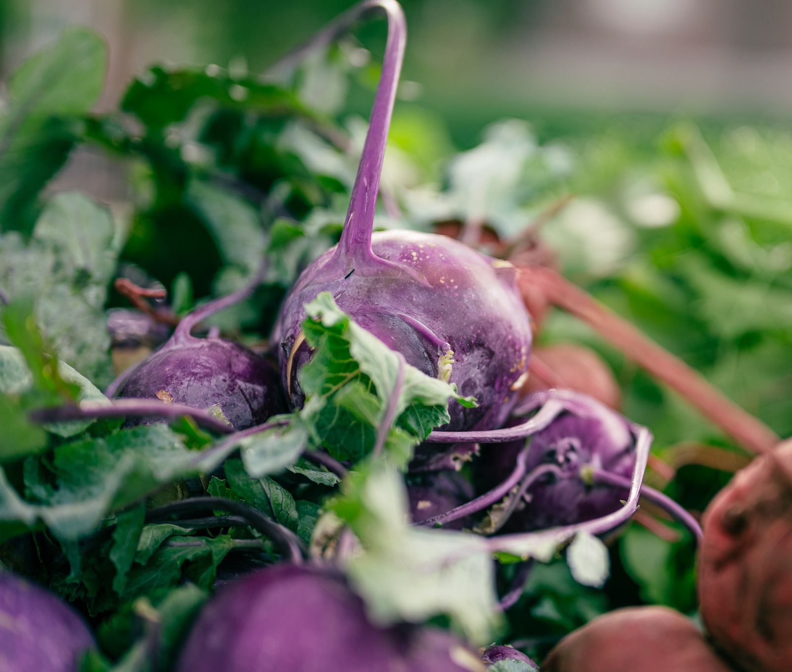 Plant chemical defenses may boost health