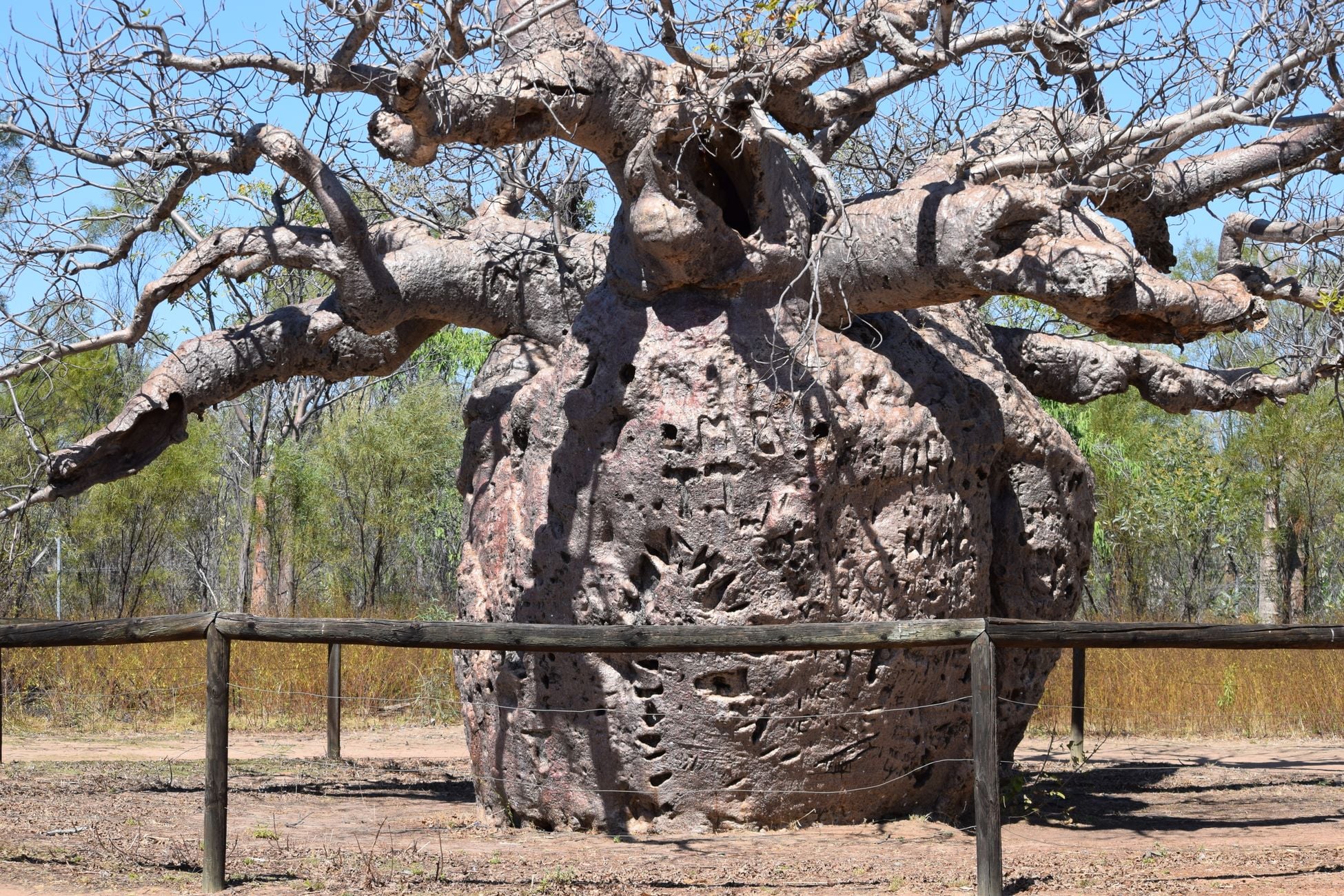 Majestic baobab tree standing tall in Derby, showcasing natural beauty.