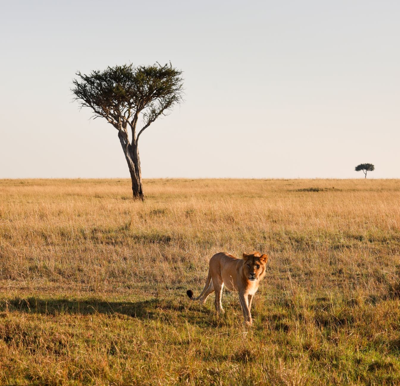 A lion roams the savanna in Maasai Mara, Kenya, near distinctive acacia trees.