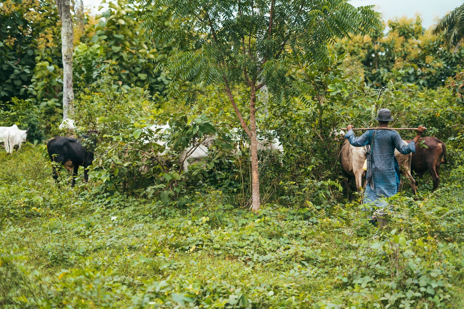 A farmer herding cattle in lush Nigerian greenery, showcasing traditional nomadic lifestyle.