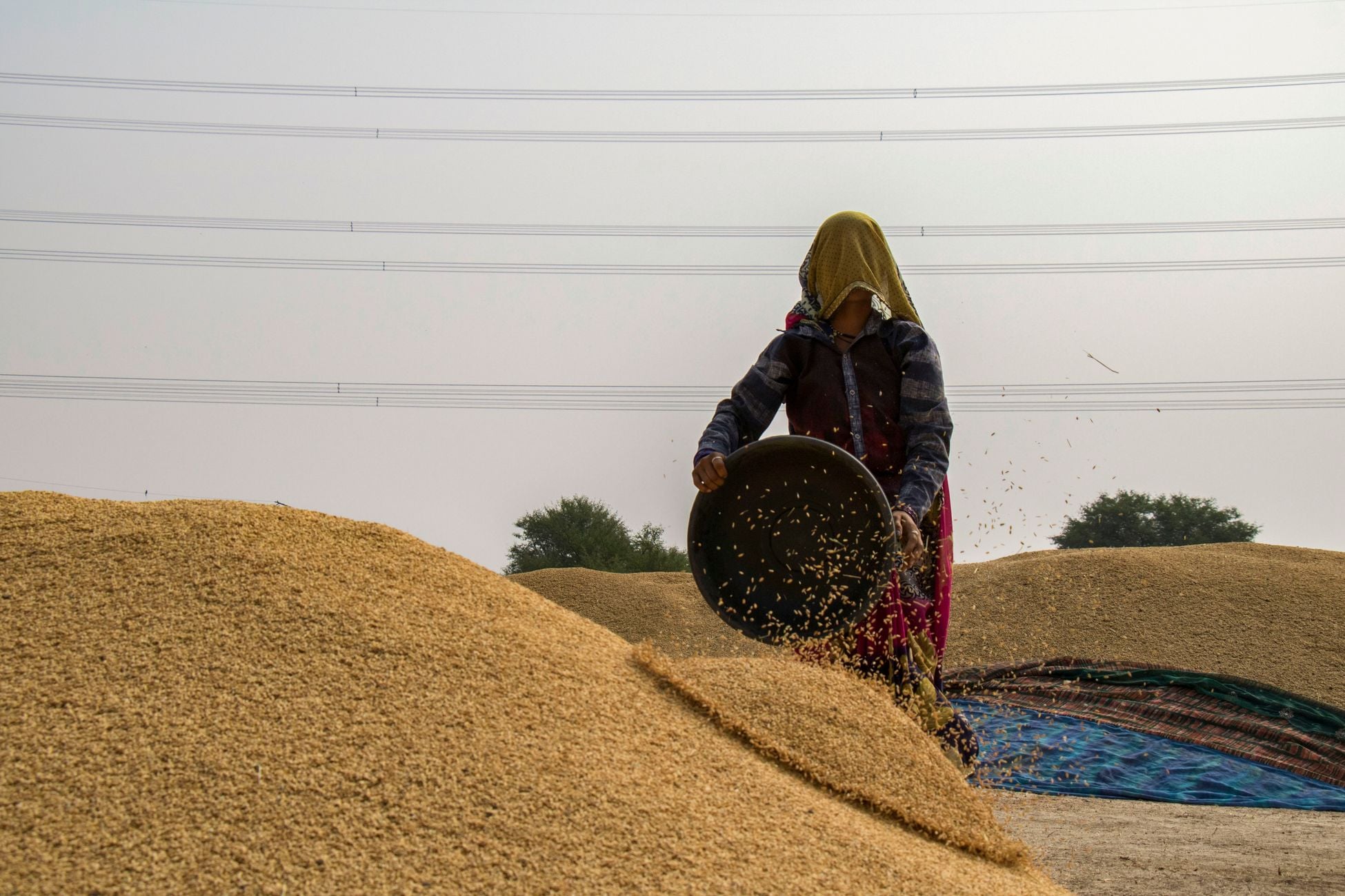 A woman harvests grains in a rural setting, symbolizing traditional agricultural practices under a bright sky.