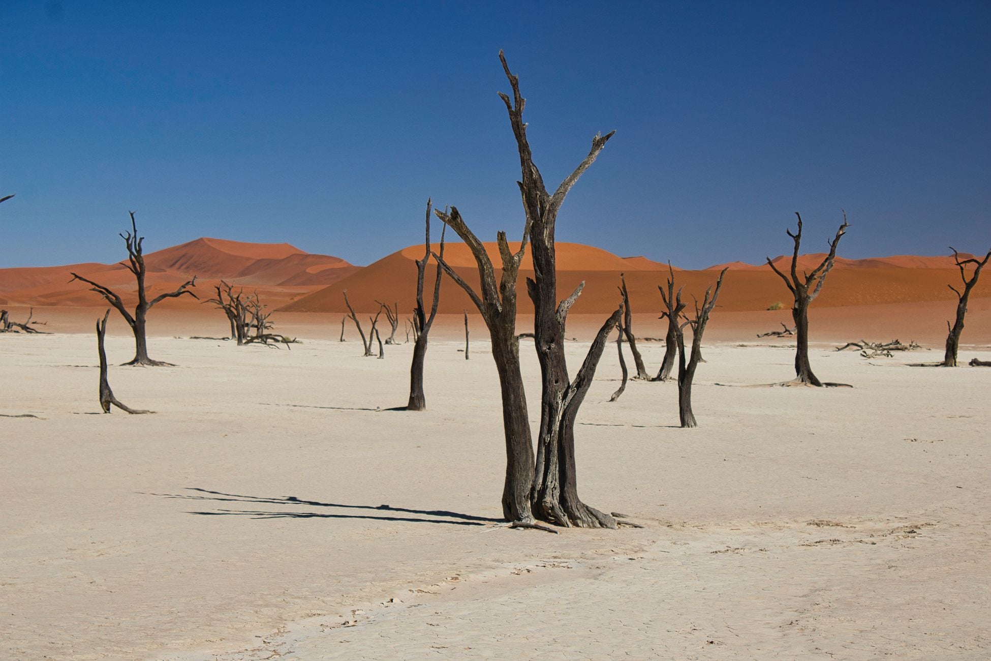 The Great Green Wall stretches 8,000 km across Africa's entire width — from the Atlantic coast to the Red Sea, a green belt long enough to cross the United States twice