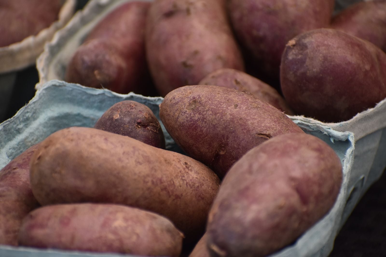purple sweet potato harvest